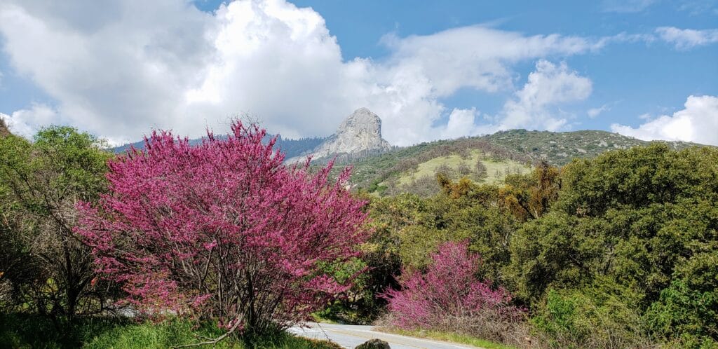Panorama Moro Rock w Parku Narodowym Sekwoi otoczona kwitnącymi różowymi drzewami redbud